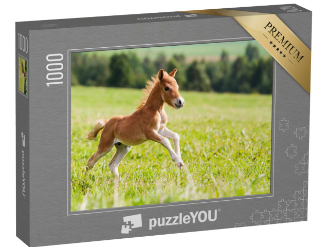 Puzzel 1000 stukjes „Falabella minipaard“