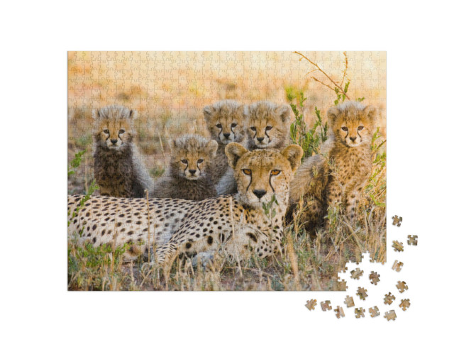 Puzzel 1000 stukjes „Cheetah moeder en haar welpen op de savanne, Kenia“