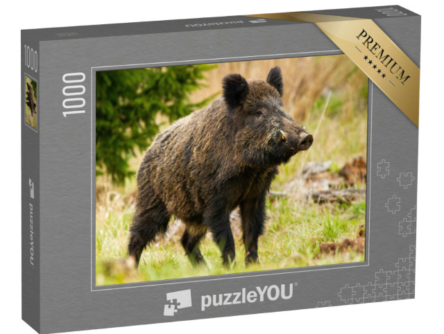 Puzzel 1000 stukjes „Een wild zwijn met witte slagtanden“