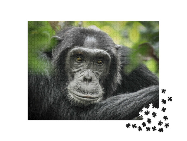 Puzzel 1000 stukjes „Chimpansee in Kibale Forest National Park, Oeganda, Afrika“