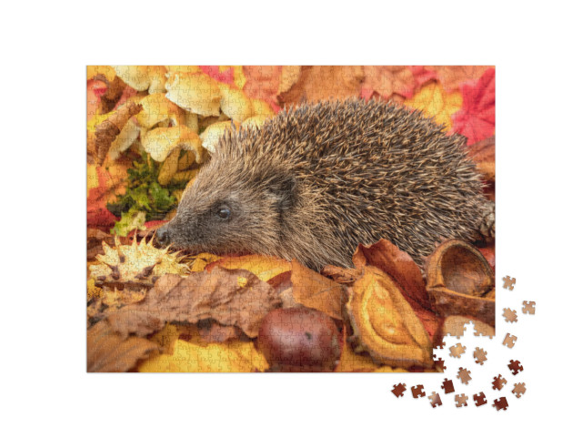 Puzzel 1000 stukjes „Egels in de herfst met kastanjes en kleurrijke herfstbladeren“