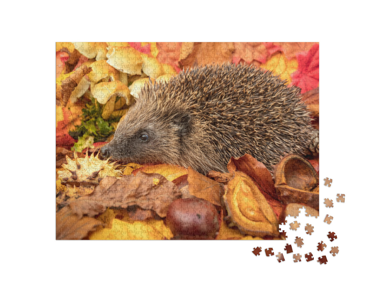 Puzzel 1000 stukjes „Egels in de herfst met kastanjes en kleurrijke herfstbladeren“