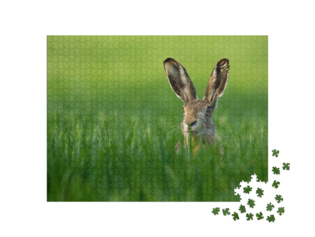 Puzzel 1000 stukjes „Wilde haas in het groene gras“
