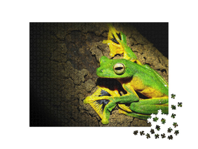 Puzzel 1000 stukjes „Wallace's boomkikker, klaar om te springen“