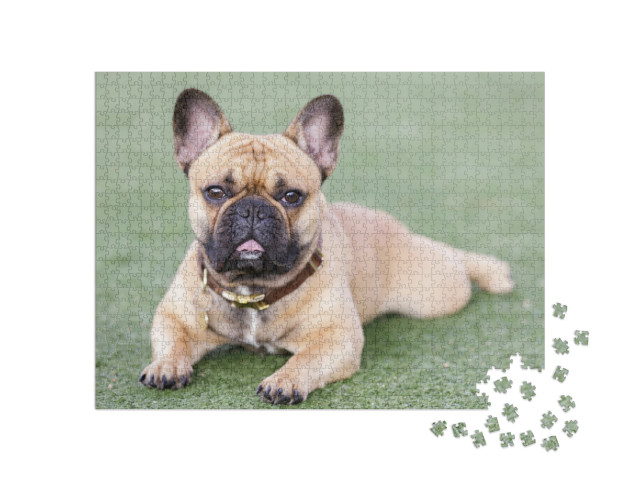 Puzzel 1000 stukjes „Puppy Franse Bulldog“