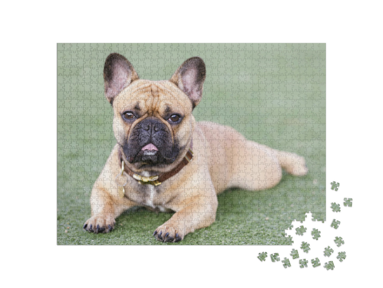 Puzzel 1000 stukjes „Puppy Franse Bulldog“