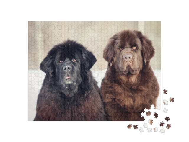 Puzzel 1000 stukjes „Zwart met bruine Newfoundland“