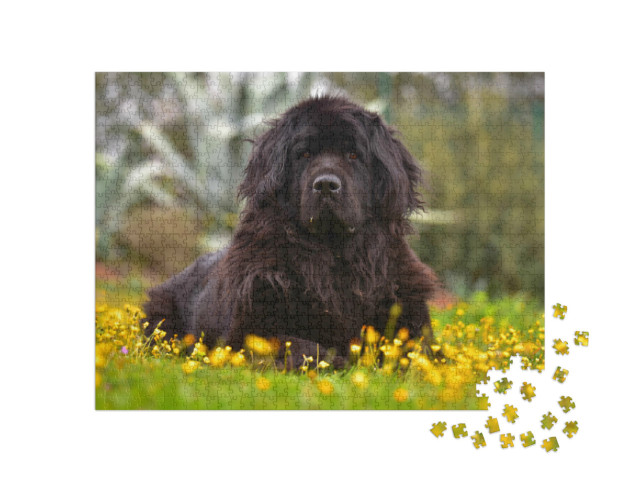 Puzzel 1000 stukjes „Prachtig Newfoundland“