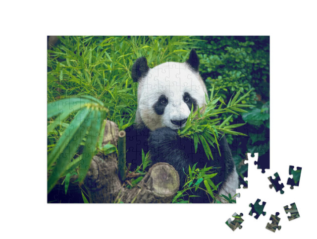 Puzzel 200 stukjes „Hongerige reuzenpanda eet zijn bamboemaaltijd“