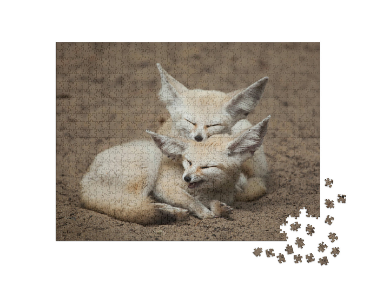Puzzel 1000 stukjes „Fennec vossen nemen een korte pauze“