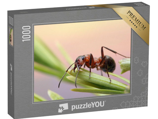 Puzzel 1000 stukjes „Mier rent door het gras en houdt zich vast aan de grassprieten“