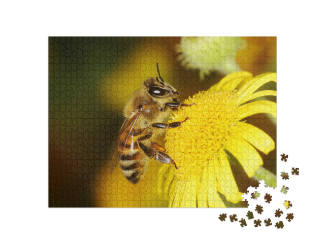 Puzzel 1000 stukjes „Een honingbij“