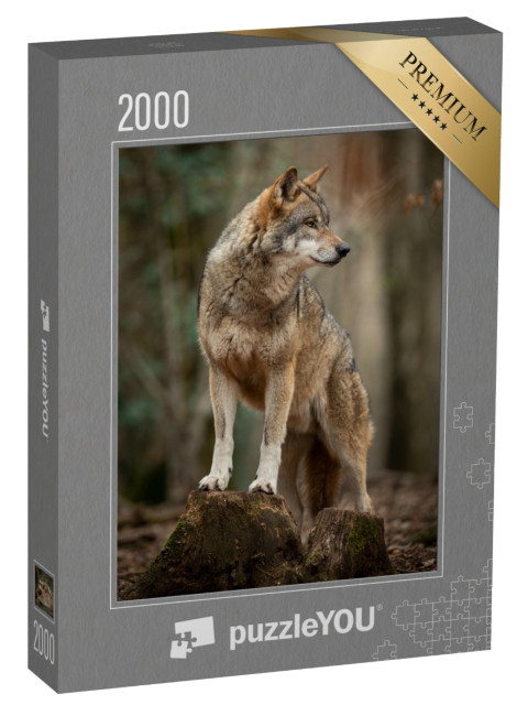 Puzzel 2000 stukjes „Grijze wolf in een geurhouding in het bos“