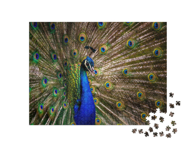 Puzzel 1000 stukjes „Pauwenstaart“