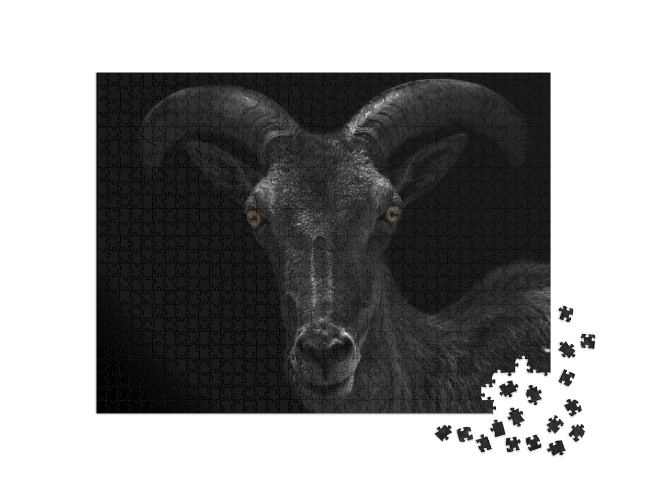Puzzel 1000 stukjes „Close-up van een donkere steenbok“