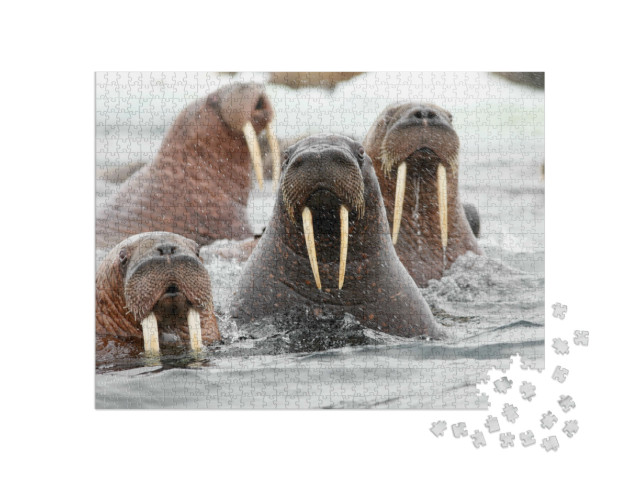 Puzzel 1000 stukjes „Een groep walrussen in het water“