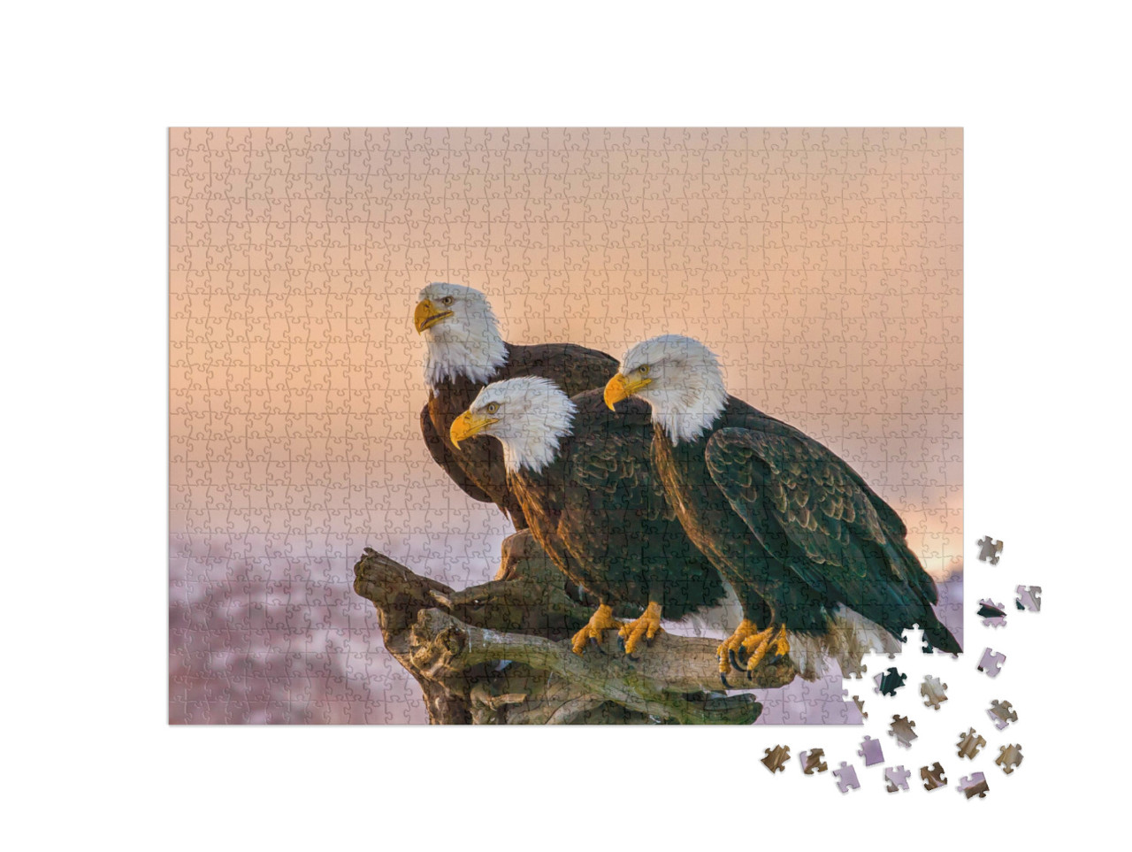 Puzzel 1000 stukjes „Drie Amerikaanse zeearenden, Kenai bergen, Alaska“