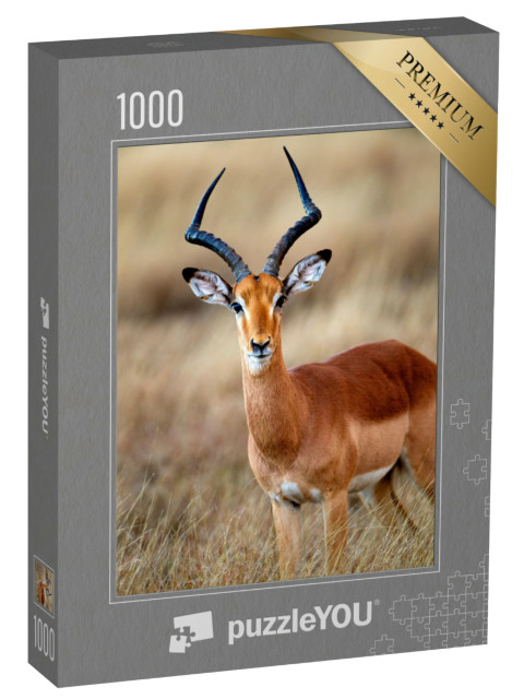 Puzzel 1000 stukjes „Een mannelijke impala in het Krugerpark Zuid-Afrika“