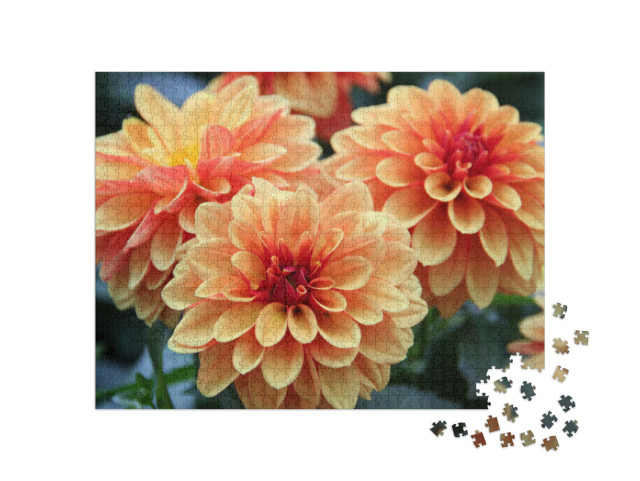 Puzzel 1000 stukjes „Kleurrijke dahliabloesems“