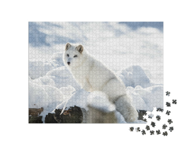 Puzzel 1000 stukjes „Poolvos op een heuvel in Omega Park, Quebec, Canada“