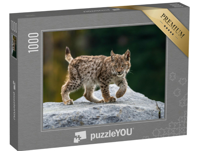 Puzzel 1000 stukjes „Aandachtige jonge lynx“