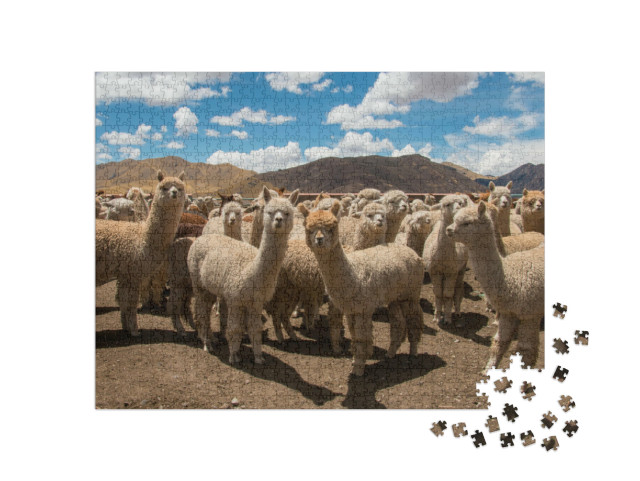 Puzzel 1000 stukjes „Grazende alpaca's bij Cusco, Andes, Peru“