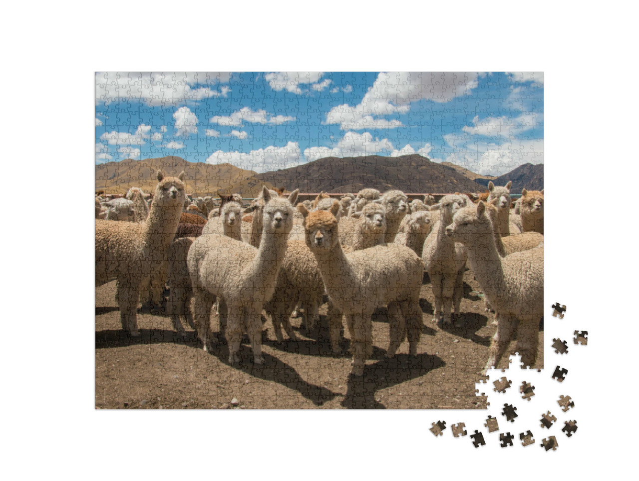 Puzzel 1000 stukjes „Grazende alpaca's bij Cusco, Andes, Peru“