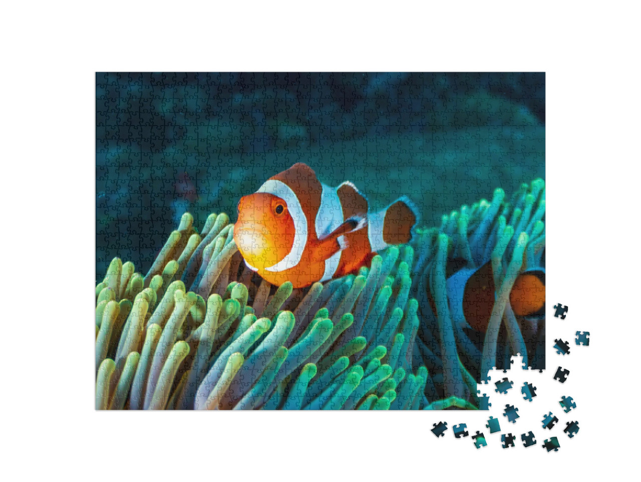 Puzzel 1000 stukjes „Kleurrijke clownsvis in een anemoon in het koraalrif“