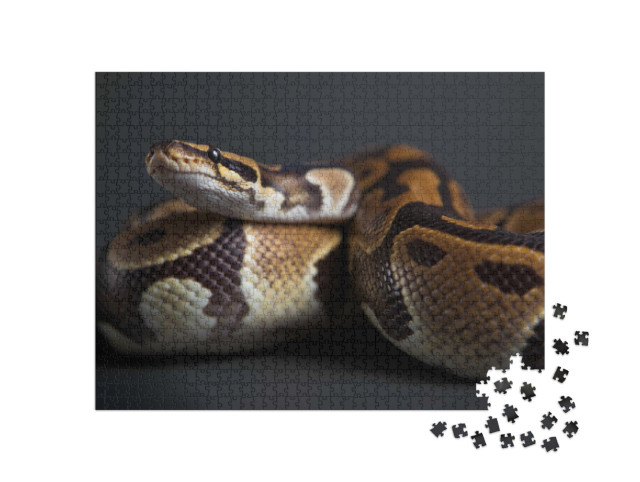 Puzzel 1000 stukjes „Gedetailleerde studie van een Python“