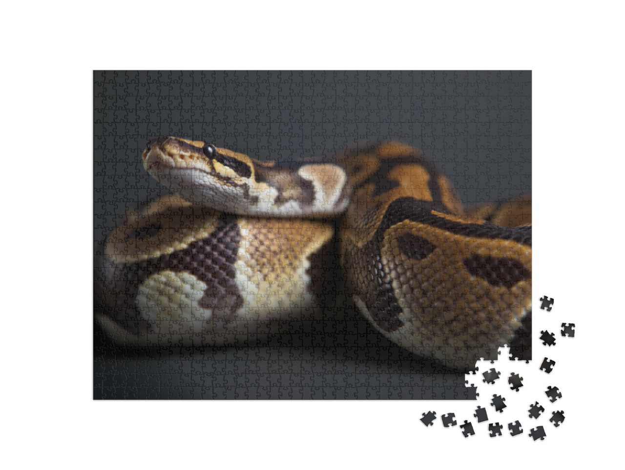 Puzzel 1000 stukjes „Gedetailleerde studie van een Python“