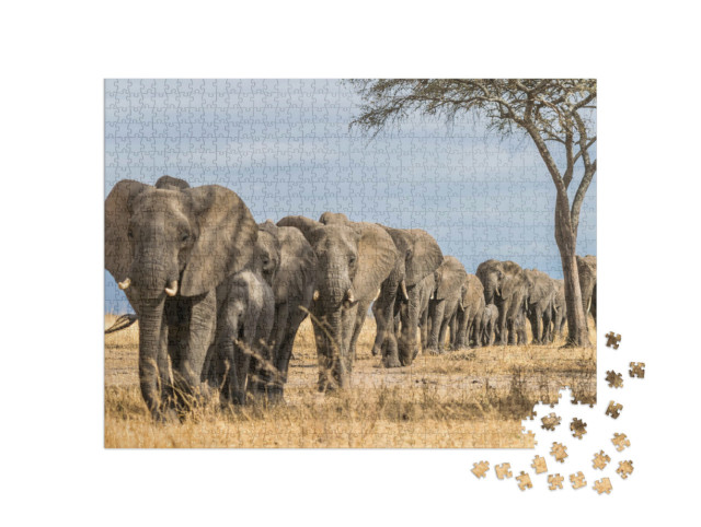 Puzzel 1000 stukjes „Kudde olifanten in Afrika, Tarangire National Park, Tanzania“