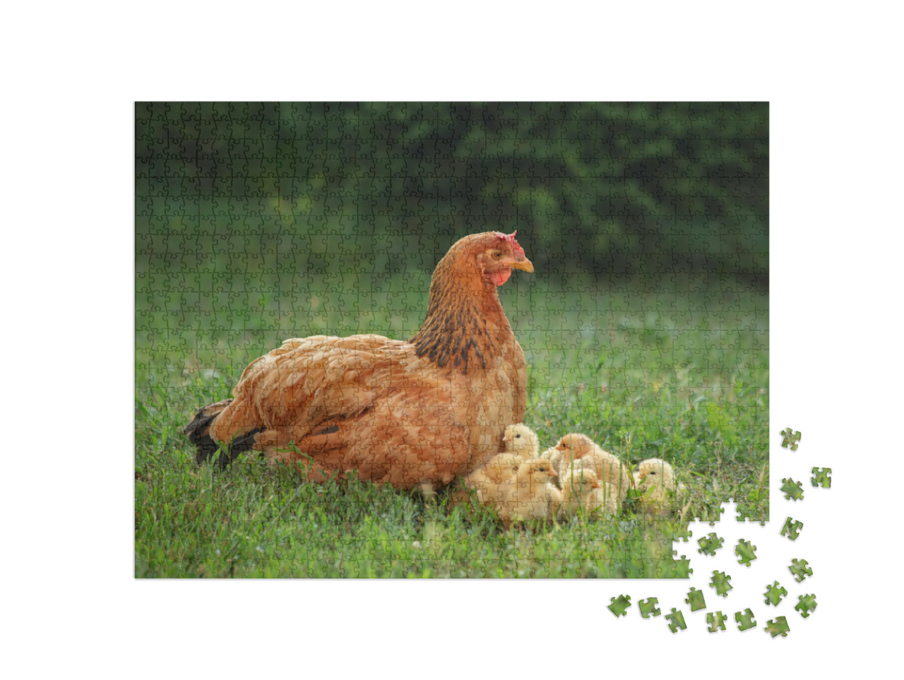 Puzzel 1000 stukjes „Moeder kip met haar kuikens op een groene weide“