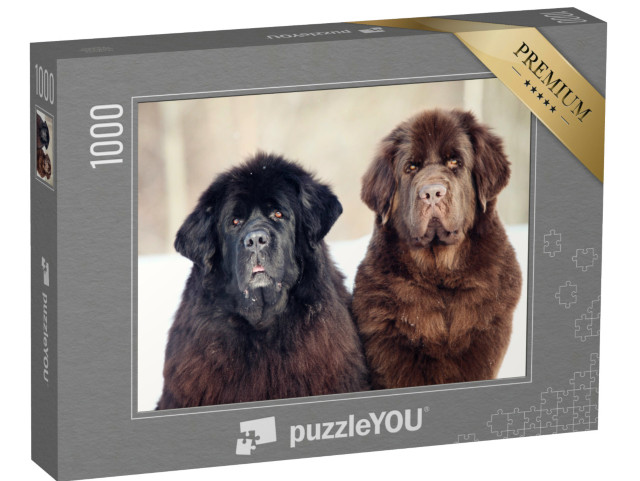 Puzzel 1000 stukjes „Zwart met bruine Newfoundland“