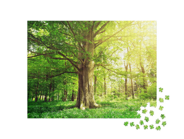 Puzzel 1000 stukjes „Beukenbos met een oude boom in het zonlicht“