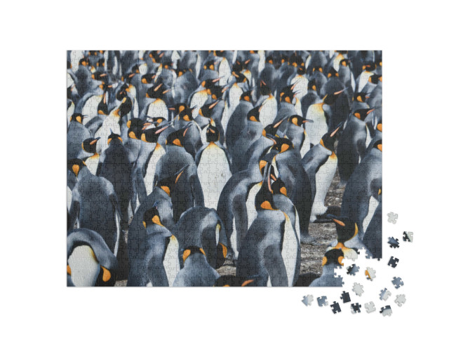 Puzzel 1000 stukjes „Grote kolonie koningspinguïns op de Falklandeilanden“