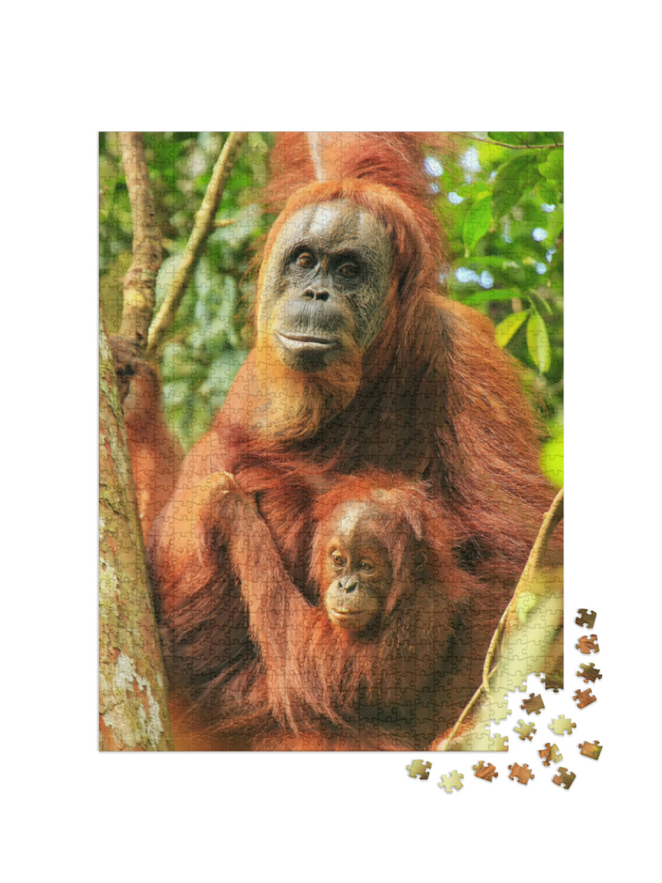 Puzzel 1000 stukjes „Vrouwelijke Sumatraanse orang-oetan met een baby, Indonesië“