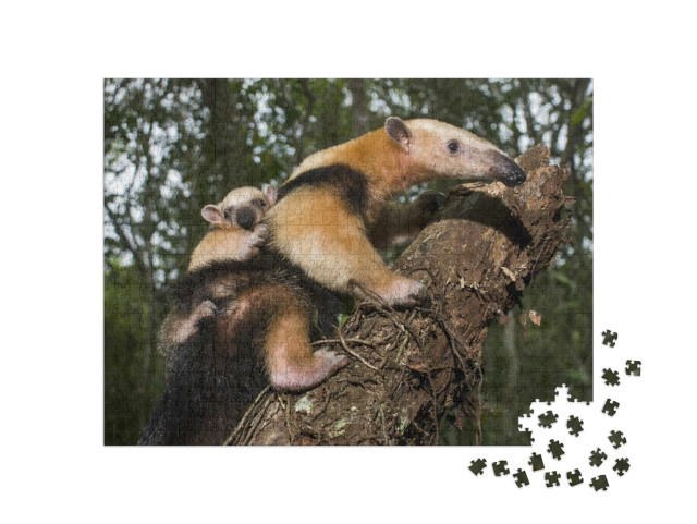 Puzzel 1000 stukjes „Zuidelijke Tamandua, Espírito Santo, Brazilië“