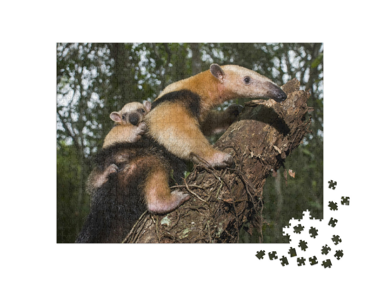 Puzzel 1000 stukjes „Zuidelijke Tamandua, Espírito Santo, Brazilië“