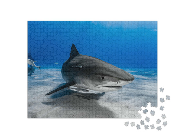 Puzzel 1000 stukjes „Tijgerhaai zwemt over het rif“