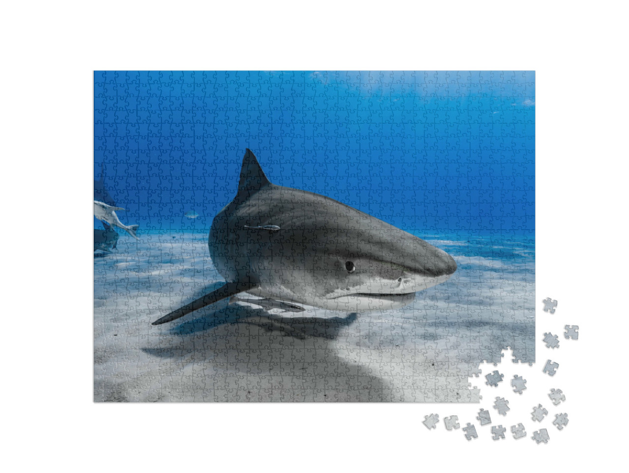 Puzzel 1000 stukjes „Tijgerhaai zwemt over het rif“