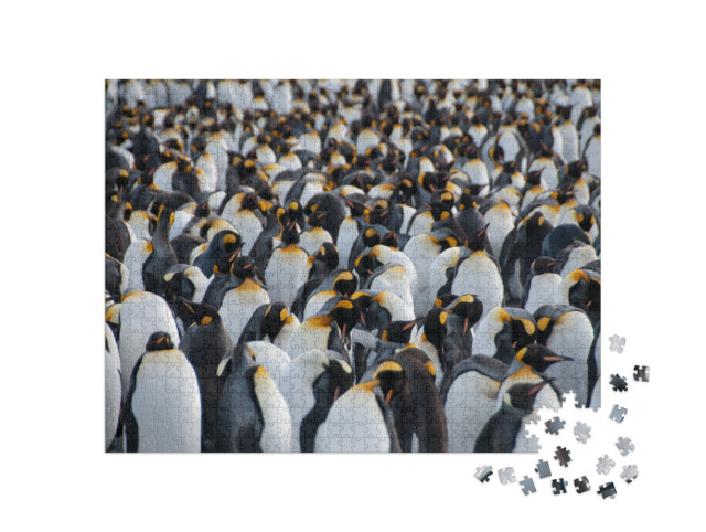 Puzzel 1000 stukjes „Koningspinguïns in het kustgebied van Gold Harbour, South Georgia Eiland“