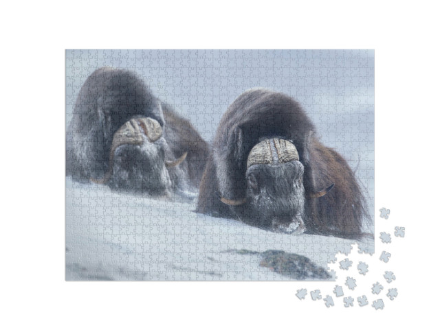 Puzzel 1000 stukjes „Twee muskusossen in de Noorse winter“