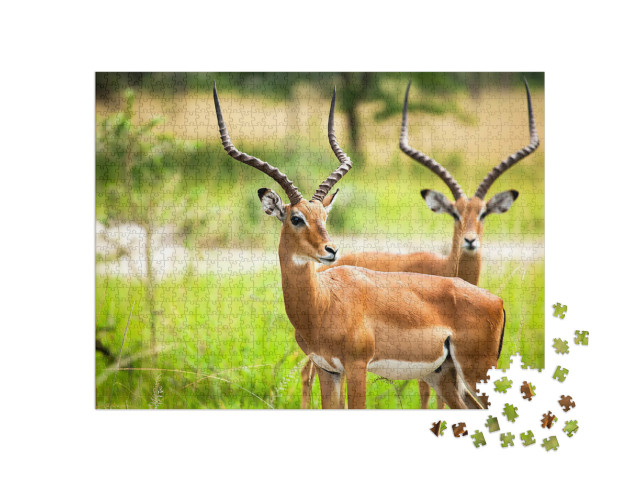 Puzzel 1000 stukjes „Impala antilopen in het wild in Oeganda“