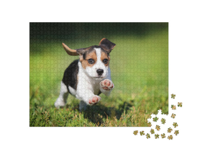 Puzzel 1000 stukjes „Een beagle puppy in het gras“