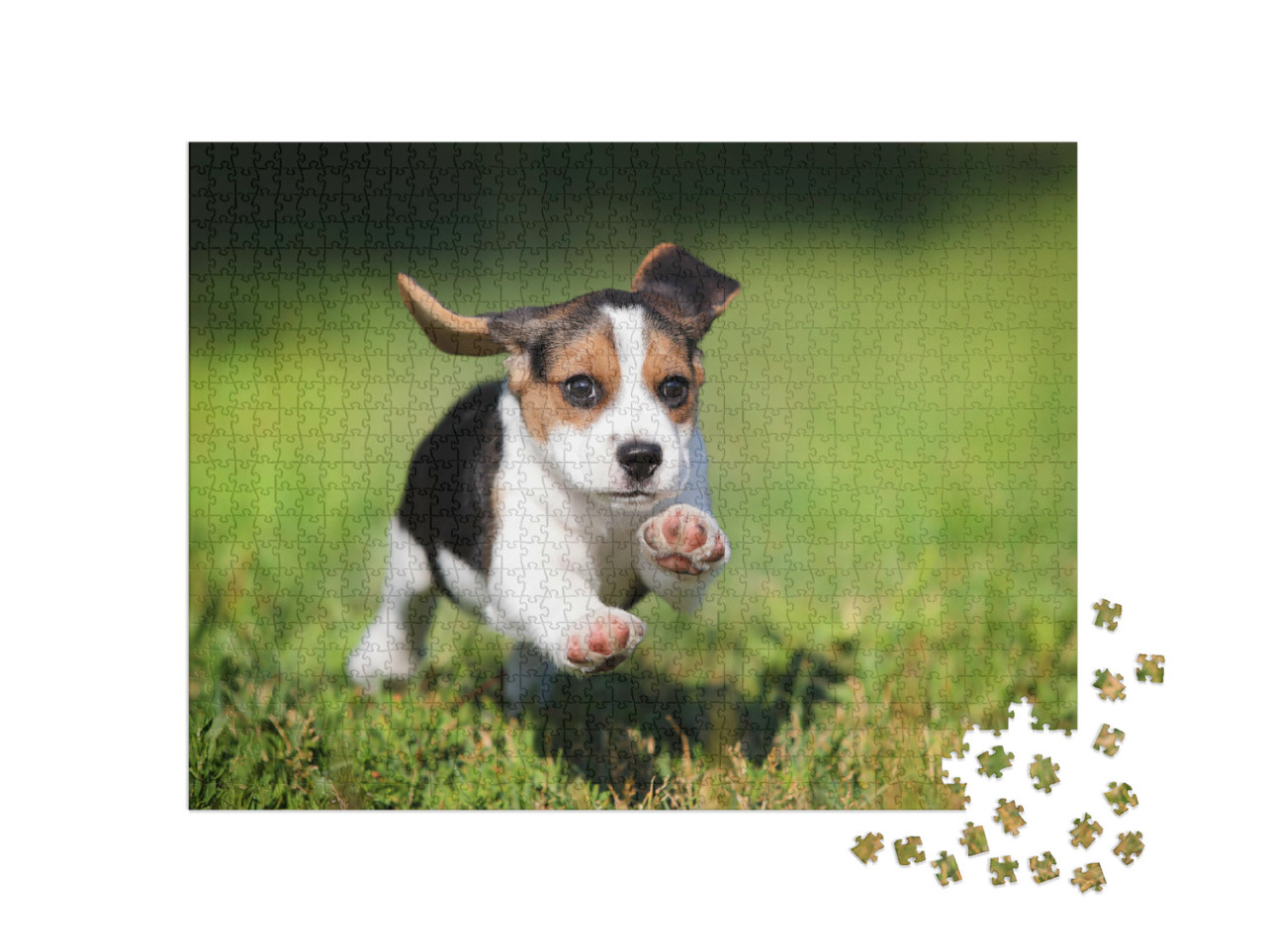 Puzzel 1000 stukjes „Een beagle puppy in het gras“