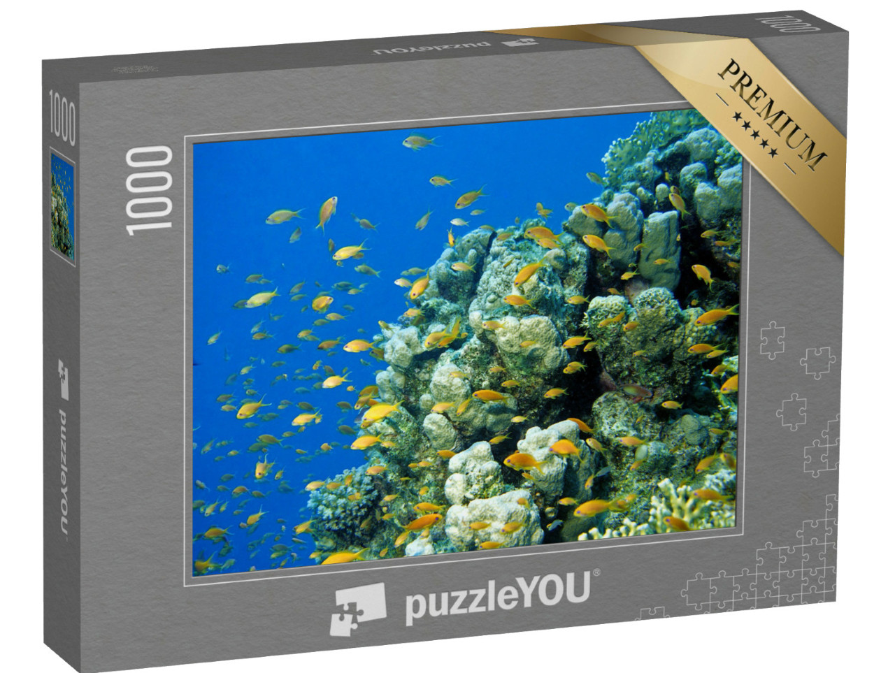 Puzzel 1000 stukjes „Anthias wimpelvis op een tropisch koraalrif in de Rode Zee, Egypte“