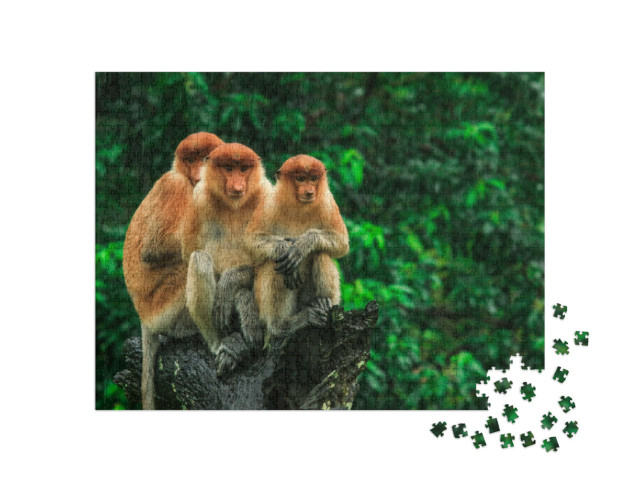 Puzzel 1000 stukjes „Slangapen in Borneo, Maleisië“