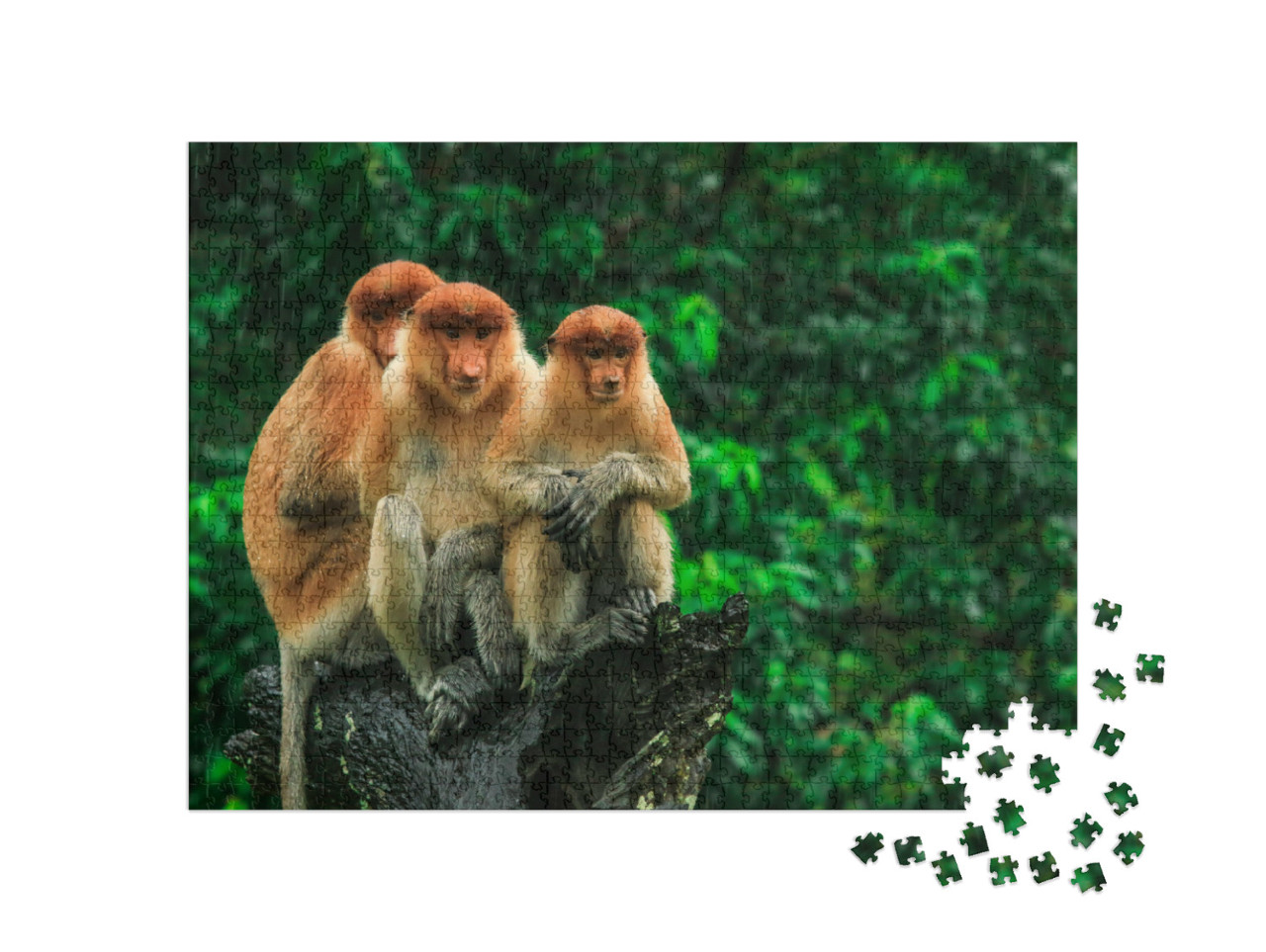Puzzel 1000 stukjes „Slangapen in Borneo, Maleisië“