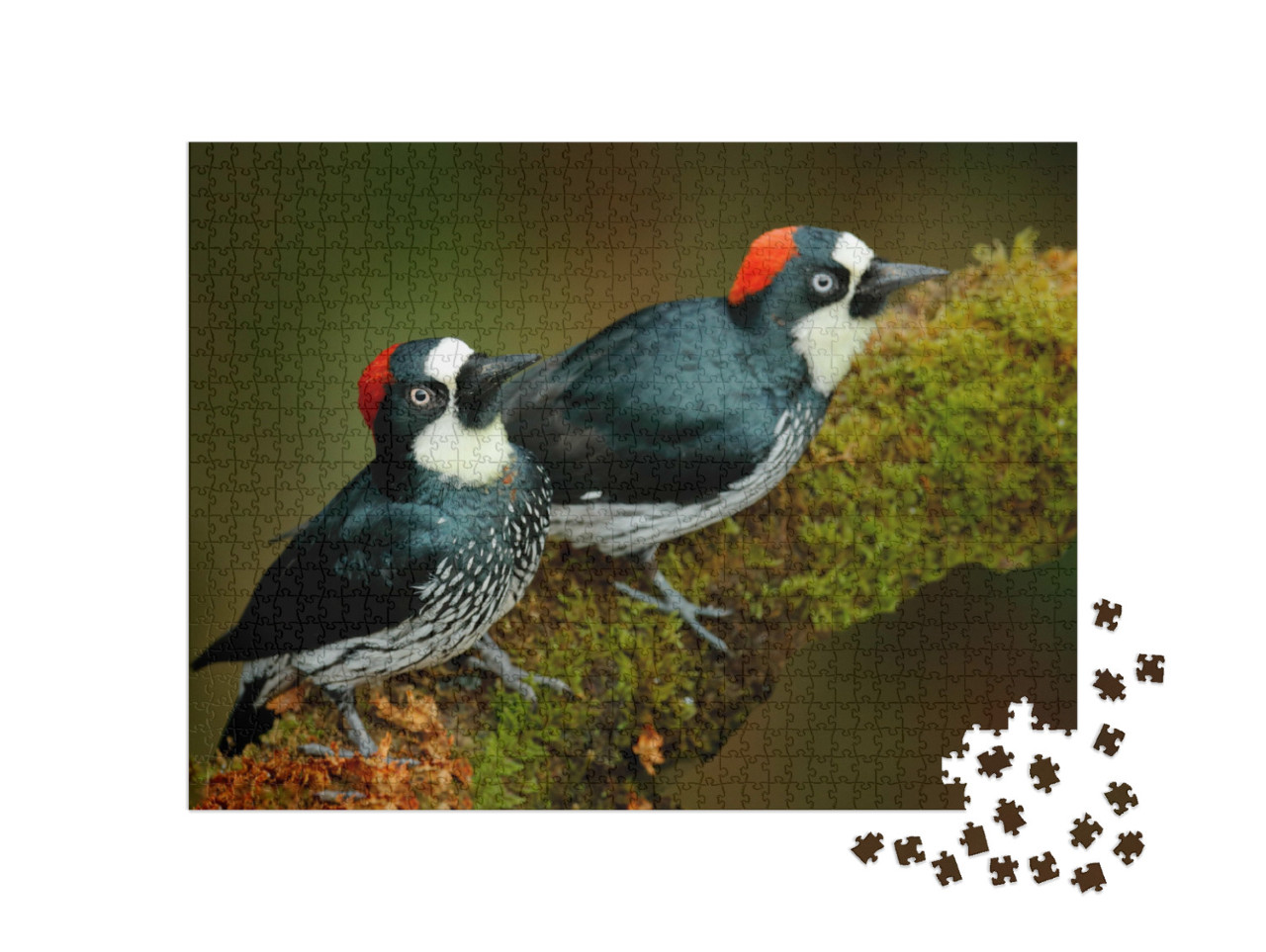 Puzzel 1000 stukjes „Twee eikelspechten op een met mos bedekte tak“