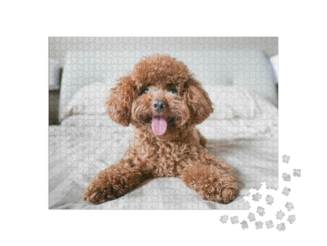 Puzzel 1000 stukjes „Schattige poedel op het bed“